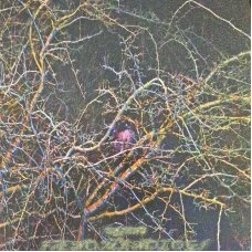 Urt & Hex - Urtens Fænomenologi, LP